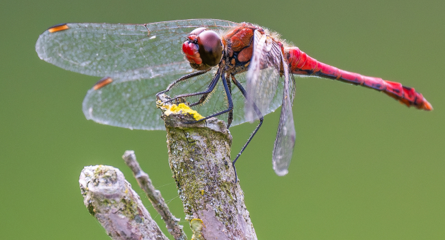Everything about insect photography